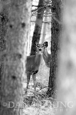 Between The Trees B&W