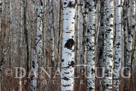 Aspen Lookthrough color