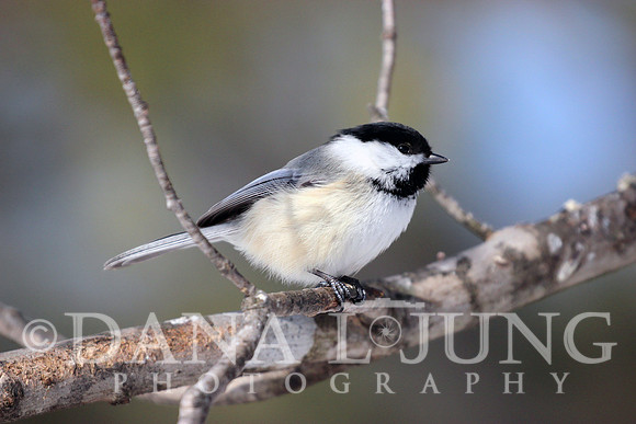 Chickadee Looking At Me