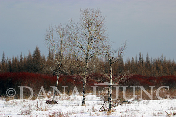 C&I Three Trees