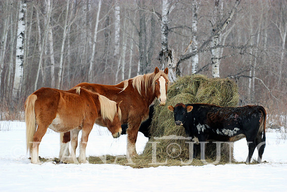 At the Hay Bale