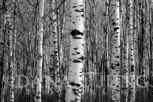 Aspen Lookthrough