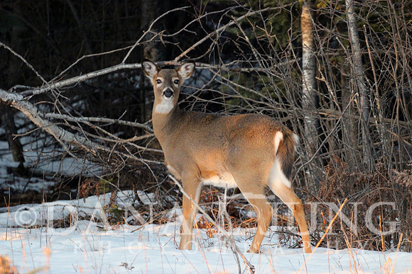 Deer 1