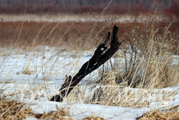 Dead Tree