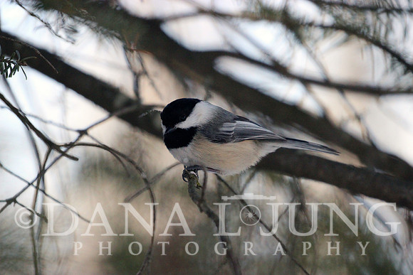 Chickadee