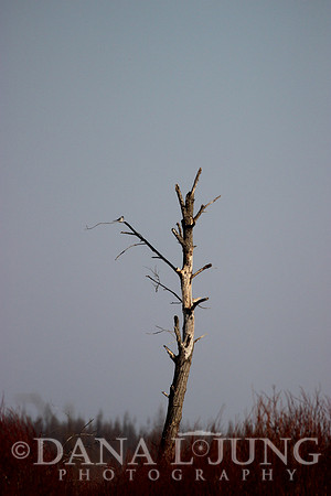 Bird in Hand