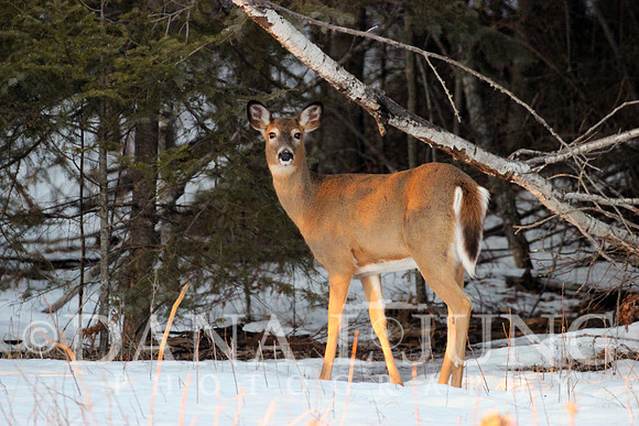 Deer 2