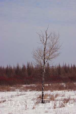 C&I Single Tree